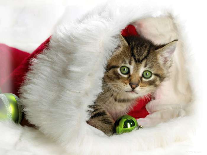 Xmas Kenocat