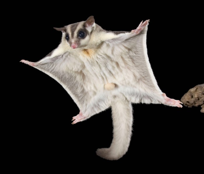 Slot Sugar Glider